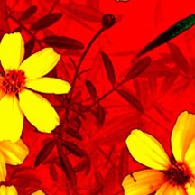 攻击网站的方法